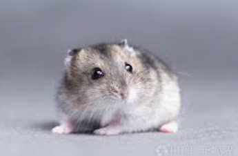 灰仓鼠